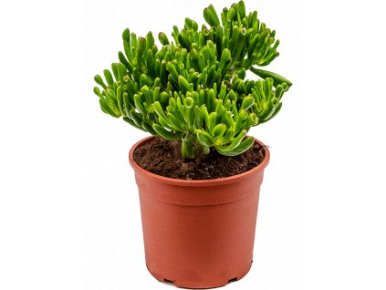 83738 crassula ovata hobbit prumer 17 cm