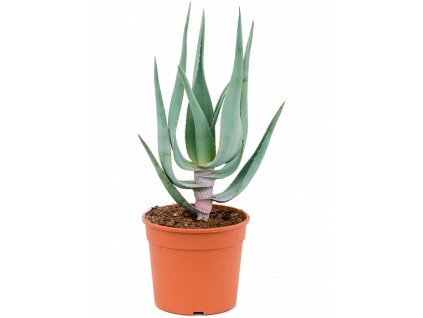 83750 aloe comosa prumer 16 cm