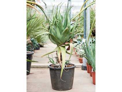 83753 aloe ferox prumer 37 cm