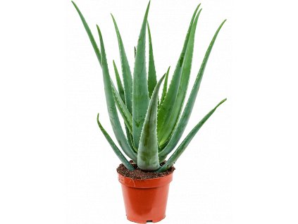 83756 aloe vera barbadensis prumer 19 cm