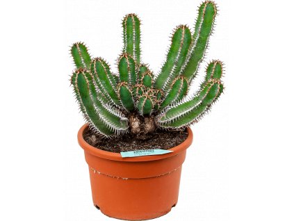 83771 euphorbia avasmontana prumer 27 cm