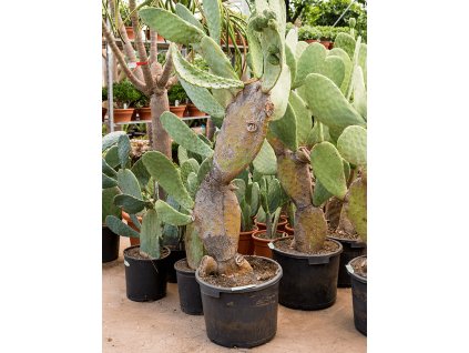 83786 opuntia indica prumer 55 cm