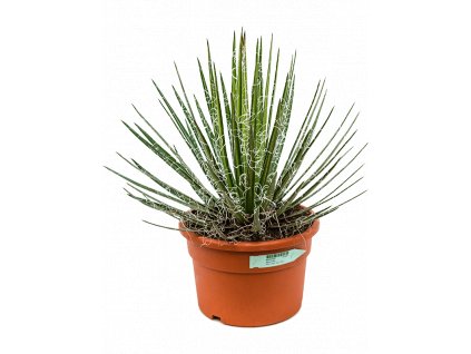 83789 agave filifera prumer 27 cm