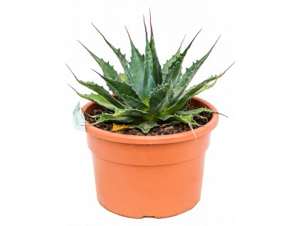 83795 agave montana prumer 23 cm