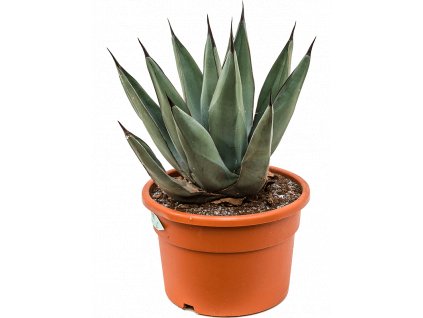 83798 agave nigra prumer 27 cm