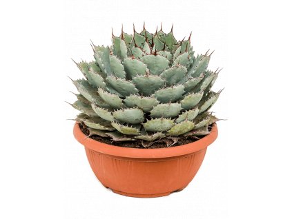 83804 agave potatorum compacta prumer 29 cm