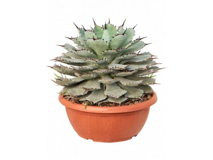 83825 agave guadalajarana prumer 35 cm