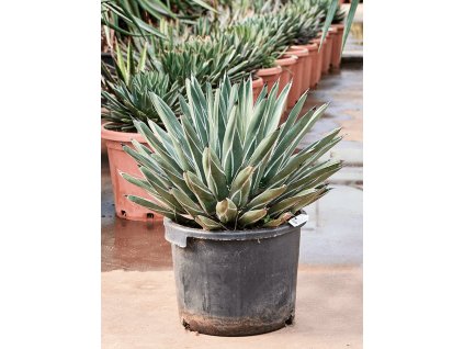 83831 agave ferdinandi regis prumer 35 cm