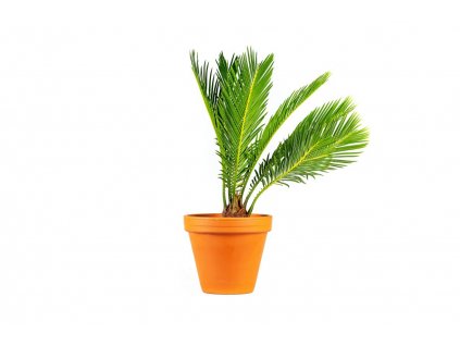 Cycas revoluta, průměr 12 cm  Cykas japonský