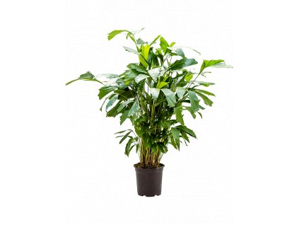 83849 caryota mitis prumer 21 cm