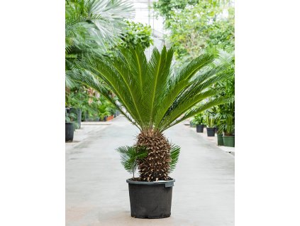 83855 cycas revoluta prumer 45 cm