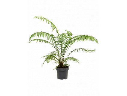 83867 dicksonia antarctica prumer 24 cm