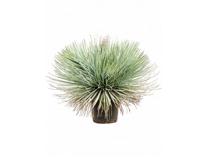 83909 agave stricta prumer 21 cm