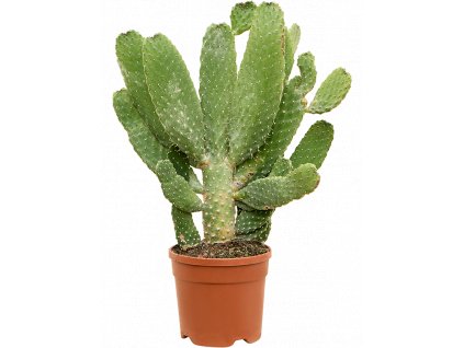 83912 opuntia consolea prumer 20 cm