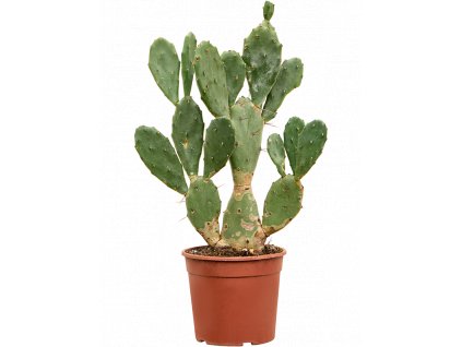 83942 opuntia vulgaris prumer 17 cm