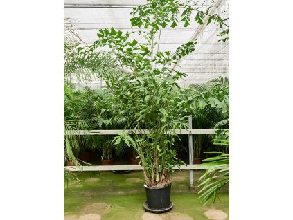 83948 caryota mitis prumer 48 cm