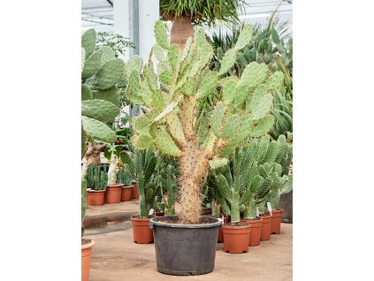 83984 opuntia quitensis prumer 40 cm