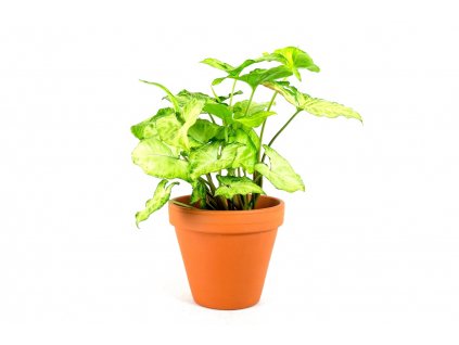 Gardners.cz Syngonium podypollium
