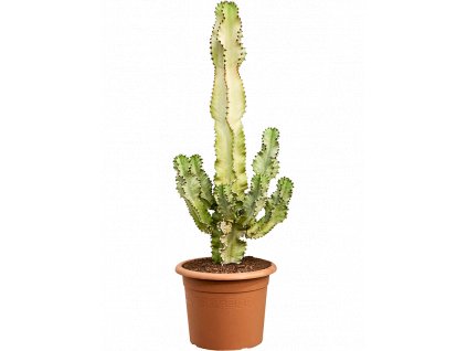 84005 euphorbia ingens marmorata prumer 30 cm