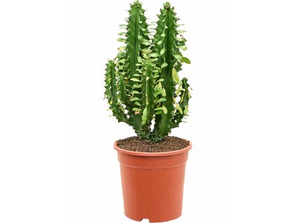 84026 euphorbia undulatifolia prumer 21 cm