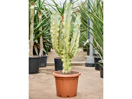 84041 euphorbia ingens marmorata prumer 40 cm