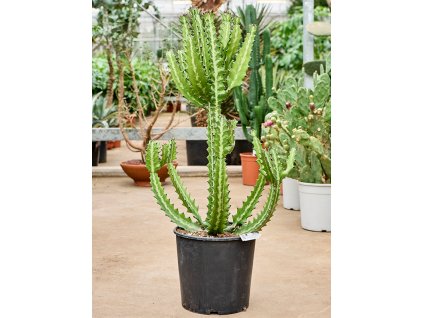 84044 euphorbia lactea prumer 30 cm