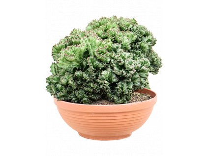 84047 euphorbia lactea cristata prumer 27 cm