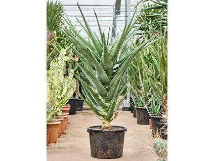 84053 aloe hercules prumer 42 cm