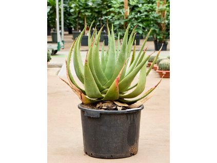 84065 aloe tomentosa prumer 42 cm