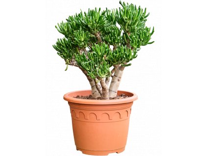 84071 crassula ovata horn tree prumer 32 cm