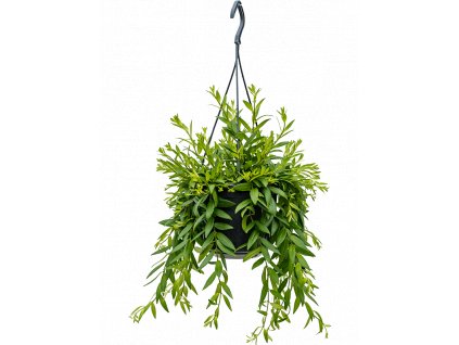 84110 aeschynanthus japhrolepis zaves prumer 15 cm