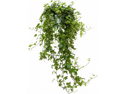 84143 hedera helix pittsburgh zaves prumer 17 cm