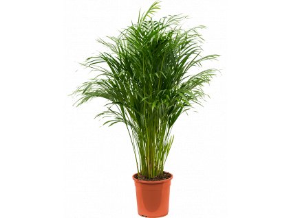 84149 dypsis areca lutescens prumer 24 cm