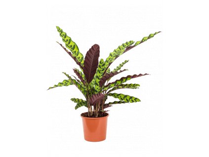 84176 calathea insignis prumer 17 cm