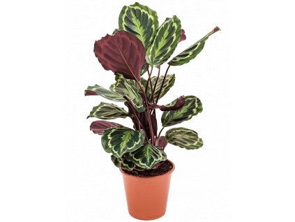 84179 calathea medallion prumer 19 cm