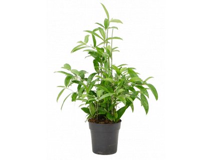 84185 dracaena surculosa prumer 21 cm