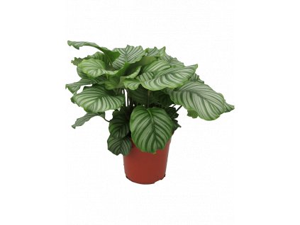 84188 calathea orbifolia prumer 24 cm