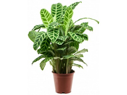 84191 calathea zebrina prumer 19 cm