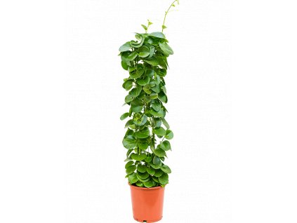 84200 cissus rotundifolia prumer 24 cm