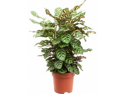 84212 calathea makoyana prumer 24 cm