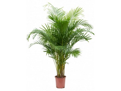 84215 dypsis areca lutescens prumer 24 cm
