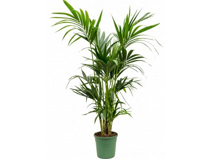84230 howea kentia forsteriana prumer 22 cm