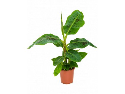 84236 musa dwarf cavendish prumer 21 cm