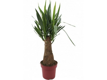 84245 yucca elephantipes prumer 19 cm