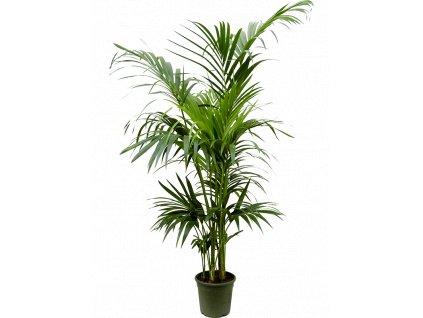 84254 howea kentia forsteriana prumer 24 cm