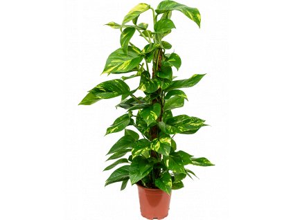 84260 epipremnum aureum s kokosovou vzperou 80 cm prumer 19 cm