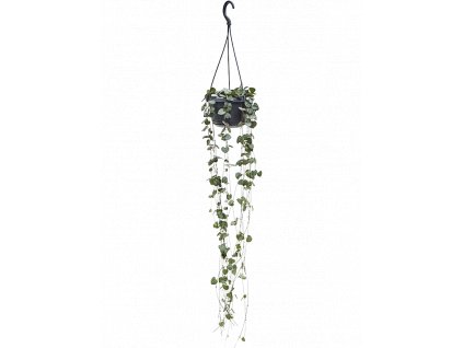 84263 ceropegia woodii zaves prumer 14 cm