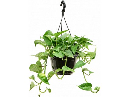 84266 epipremnum aureum zaves prumer 20 cm