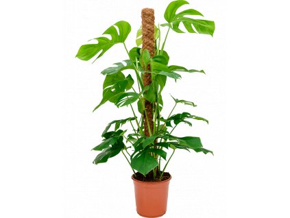 84281 monstera deliciosa s kokosovou vzperou 120 cm prumer 24 cm