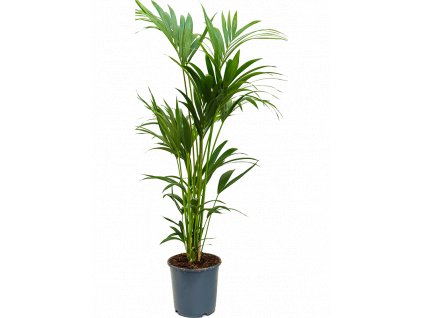 84293 howea kentia forsteriana prumer 24 cm
